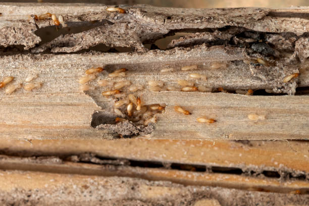 Best Exterminator Services  in Howey In The Hills, FL